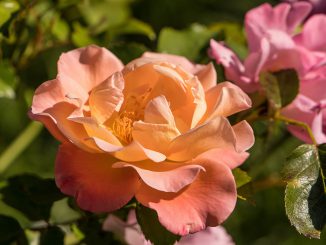 Aprikosenfarbene Rosen im September 2019 (Foto: Martin Dühning)