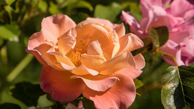 Aprikosenfarbene Rosen im September 2019 (Foto: Martin Dühning)