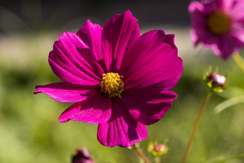 Cosmeen im September 2019 (Foto: Martin Dühning)