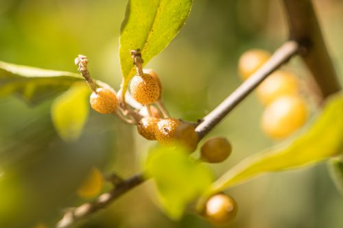 Goldene Pünktchenbeeren (Foto: Martin Dühning)