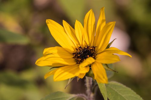 Sonnenblümchen im heimischen Garten 2019 (Foto: Martin Dühning)