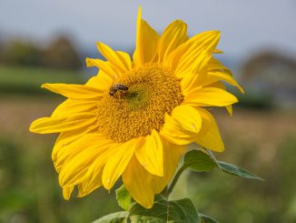 Eine der letzten Sonnenblumen im Klettgau 2019 (Foto: Martin Dühning)