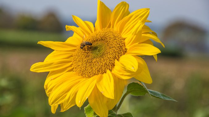 Eine der letzten Sonnenblumen im Klettgau 2019 (Foto: Martin Dühning)