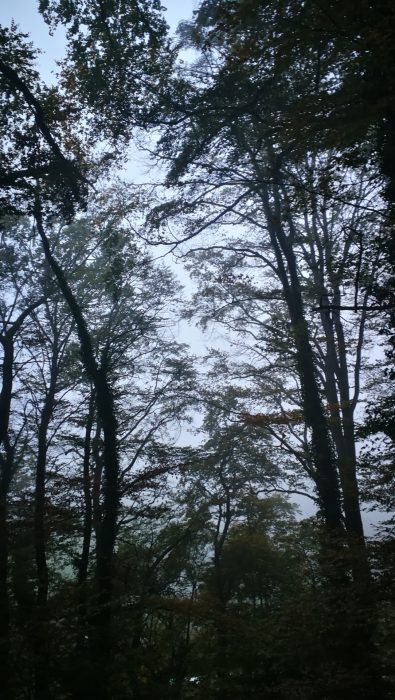 Morgennebelwald in Waldshut (Foto: Martin Dühning)