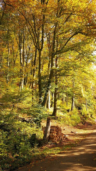 Goldener Herbstwald am Radweg bei Waldshut (Foto: Martin Dühning)