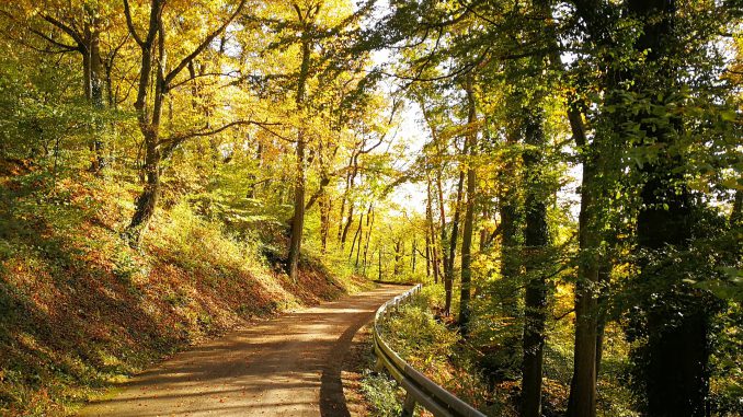 Der Aarberg in Waldshut im Oktobergold 2019 (Foto: Martin Dühning)