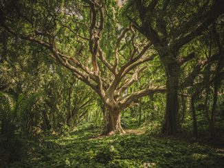 Green Leafed Tree (Foto: Veeterzy über Pexels)