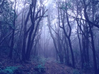 Wald im Nebel (Foto: Francesco Ungaro via Pexels)