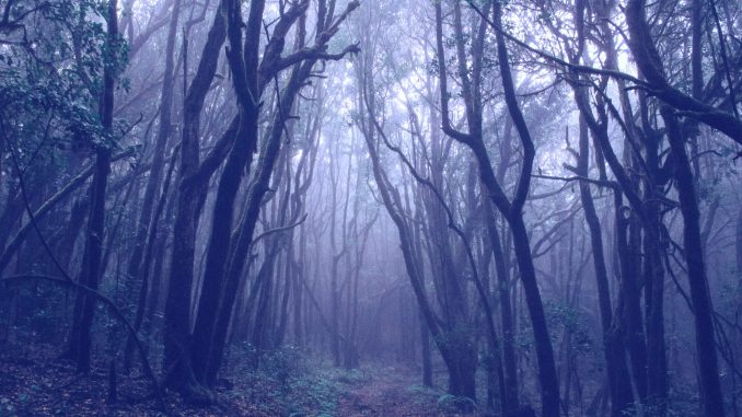 Wald im Nebel (Foto: Francesco Ungaro via Pexels)