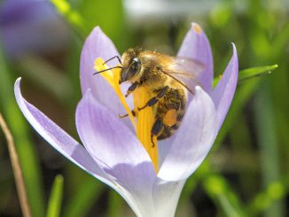 Honigbienchen labt sich an Krokusblüte (Foto: Martin Dühning)