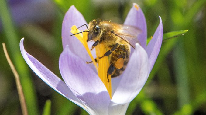 Honigbienchen labt sich an Krokusblüte (Foto: Martin Dühning)