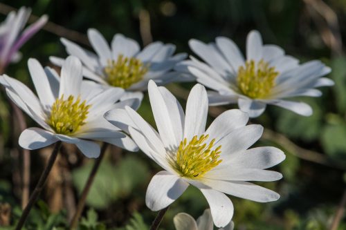 Anemonen in zartem Weiß (Foto: Martin Dühning)