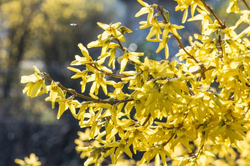 Forsythien leuchten im heimischen Garten (Foto: Martin Dühning).