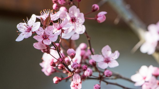 Die Japanische Kirsche blüht in voller Pracht (Foto: Martin Dühning).