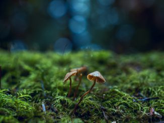 Zauberwald-Pilze (Foto: Chris Gonzalos via Pexels)