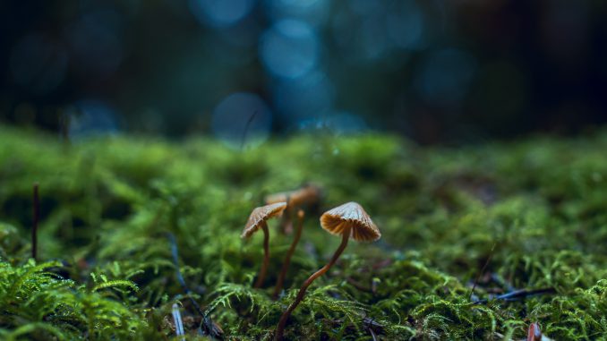 Zauberwald-Pilze (Foto: Chris Gonzalos via Pexels)