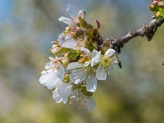 Kirschblüten im April des Jahres 2020 (Foto: Martin Dühning)