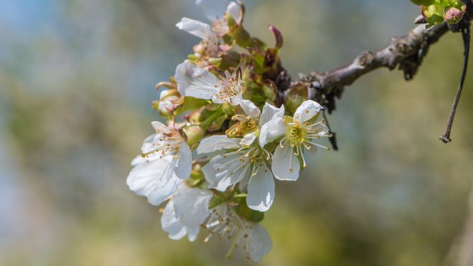 Kirschblüten im April des Jahres 2020 (Foto: Martin Dühning)