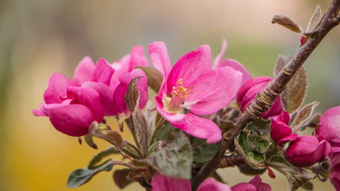 Rote Apfelblüten 2020 (Foto: Martin Dühning)