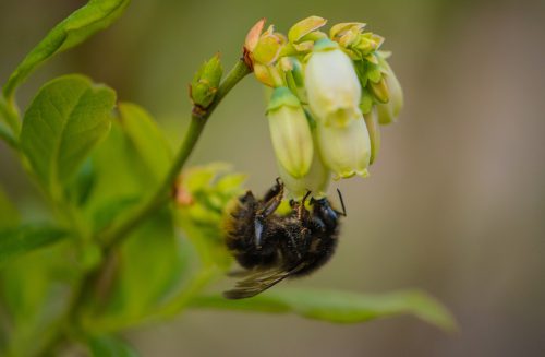 Ein Mauerbienchen labt sich an Heidelbeerblüten (Foto: Martin Dühning).