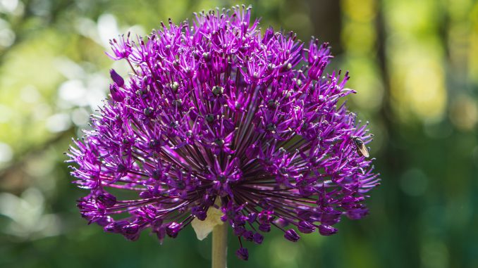 Zierlauchblüte im Mai 2020 (Foto: Martin Dühning)