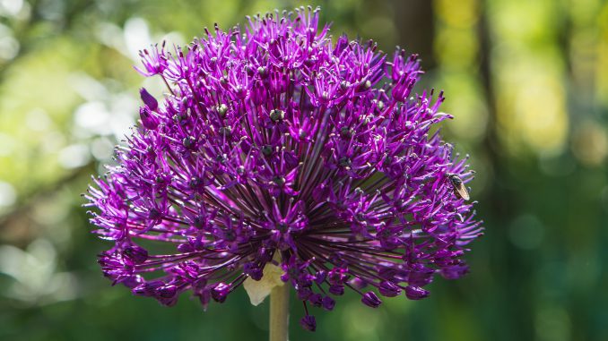 Zierlauchblüte im Mai 2020 (Foto: Martin Dühning)