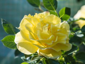 Eine sonnige Rosenblüte am 20. Mai 2020 (Foto: Martin Dühning)