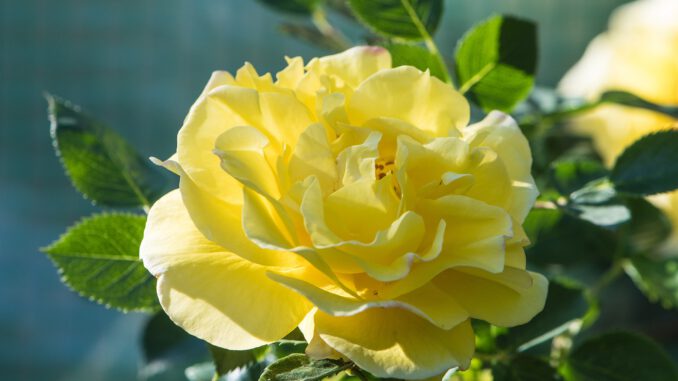 Eine sonnige Rosenblüte am 20. Mai 2020 (Foto: Martin Dühning)