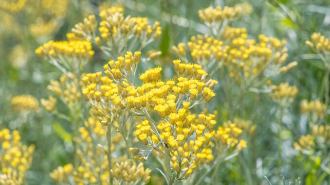 Goldene Blüten von Helichrysum Italicum (Foto: Martin Dühning)