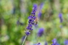 Bienchen mit Lavendel im Juni 2020 (Foto: Martin Dühning)