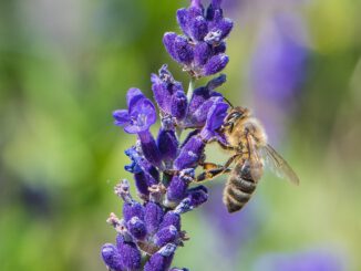 Bienchen mit Lavendel im Juni 2020 (Foto: Martin Dühning)