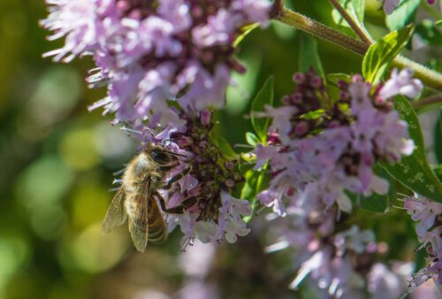 Eine weitere Biene labt sich am Oregano (Foto: Martin Dühning)