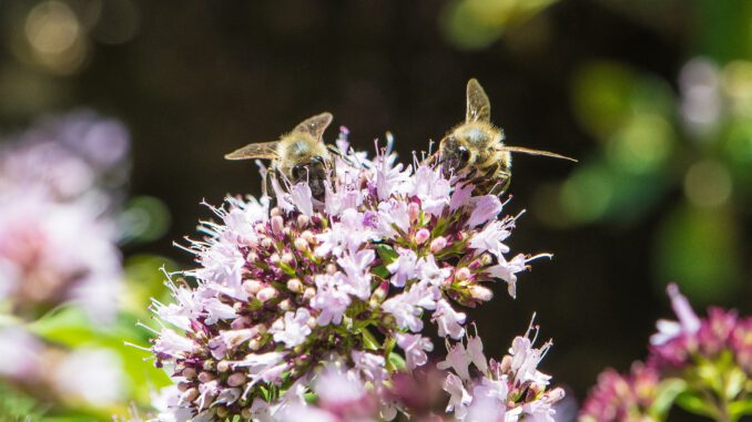 Bienchen auf Oreganoblüten (Foto: Martin Dühning)