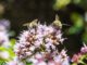 Bienchen auf Oreganoblüten (Foto: Martin Dühning)