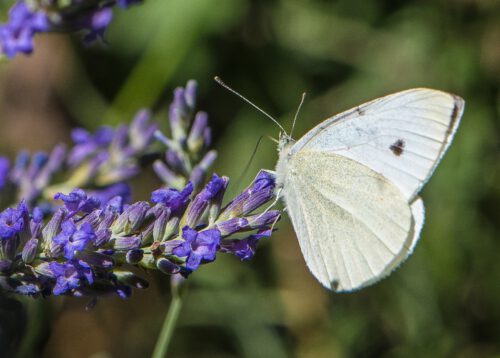 Ein Kohlweißling nascht am Lavendel (Foto: Martin Dühning)