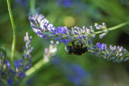 Eine eilige Mauerbiene erntet Lavendelnektar (Foto: Martin Dühning)