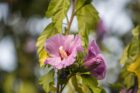 Hibiskusblüten am Abend des 30. Juli 2020 (Foto: Martin Dühning)