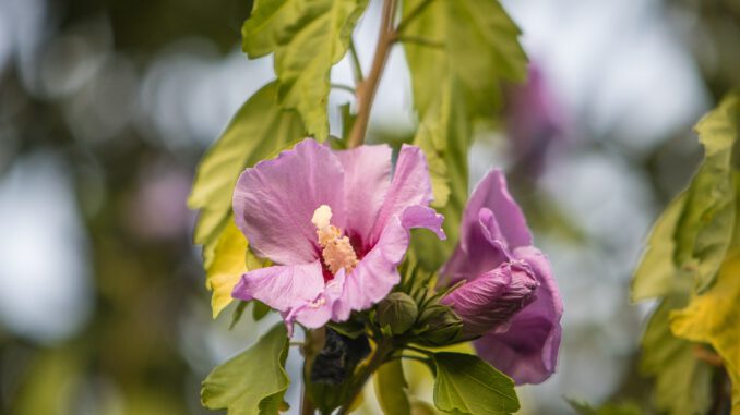 Hibiskusblüten am Abend des 30. Juli 2020 (Foto: Martin Dühning)