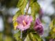 Hibiskusblüten am Abend des 30. Juli 2020 (Foto: Martin Dühning)