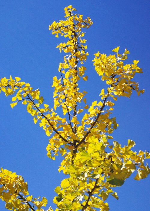 Am Hochrhein und im Klettgau ist es so trocken, dass sich viele Bäume bereits im Juli 2020 ein herbstlichen Gewand zulegen - so wie dieser Ginkgo-Baum bei Waldshut (Foto: Martin Dühning)