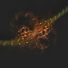 Fraktales Bokeh - manchmal gelingen auch in Chaotica Grafiken mit 3D-Look (Grafik: Martin Dühning)