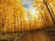 Goldener Herbstwald (Grafik: Martin Dühning)