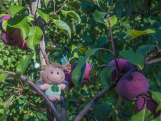 Zwergfee im Apfelbaum (Foto: Martin Dühning)