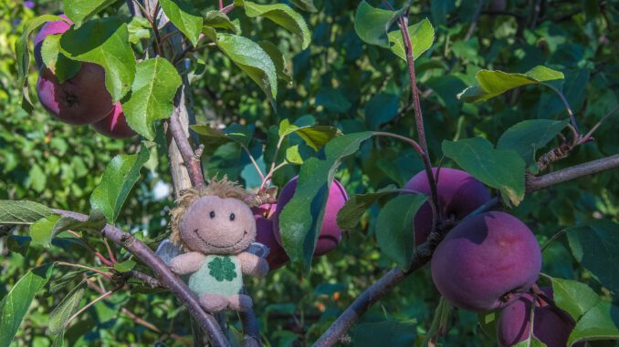 Zwergfee im Apfelbaum (Foto: Martin Dühning)