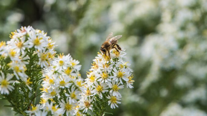 Die Honigbienchen freuen sich über ein herbstliches Blütenmeer im Oktober 2020 (Foto: Martin Dühning)