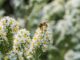 Die Honigbienchen freuen sich über ein herbstliches Blütenmeer im Oktober 2020 (Foto: Martin Dühning)