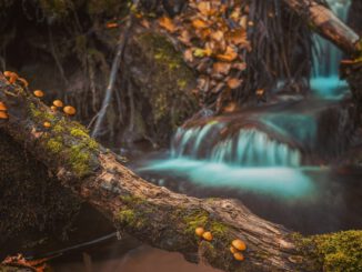 Mushrooms on Log (Foto: Aleksa Kalajdzic via Pexels)
