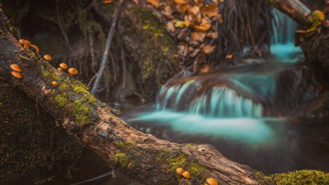 Mushrooms on Log (Foto: Aleksa Kalajdzic via Pexels)