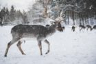 "Deers" (Foto: Annika Thierfeld via Pexels)