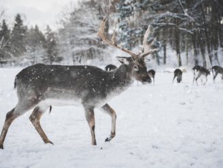 "Deers" (Foto: Annika Thierfeld via Pexels)